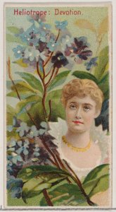 Héliotrope: Dévotion, de la série Beautés florales et langage des fleurs N75 pour Du... - Donaldson Brothers
