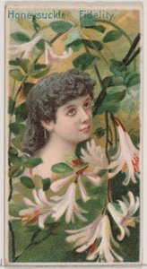 Chèvrefeuille: Fidélité, de la série Beautés florales et langage des fleurs N75, 1892