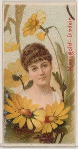 Souci : Mépris, de la série Beautés florales et langage des fleurs N75 pour Duke ..., 1892