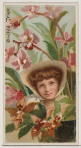 Orchidée : Confiance, de la série Beautés florales et langage des fleurs N75 pour Duke - Donaldson Brothers