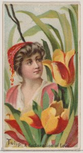 Tulipe : Une déclaration d