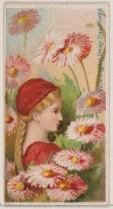 Marguerite anglaise sauvage : Délicatesse, de la série Beautés florales et langage des fleurs, 1892