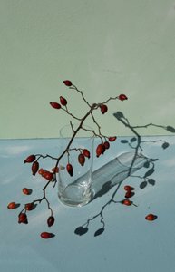 Cynorrhodons et ombres - Donatella Basso