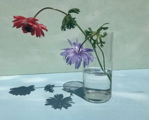 Ombres florales éclatantes - Donatella Basso