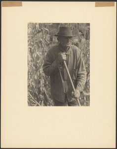 [Homme avec une houe dans un champ de sorgho]. - Doris Ulmann
