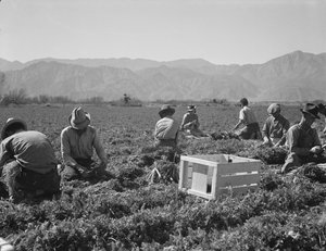 Arracheurs de carottes du Texas, de l