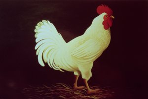 Coq
