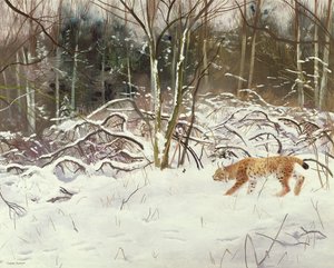 Le lynx et le lièvre - Douglas Anderson
