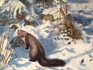 Martre de pierre dans la neige (huile sur toile) - Douglas Anderson