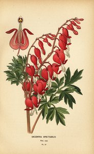 Cœur saignant asiatique, Lamprocapnos spectabilis.