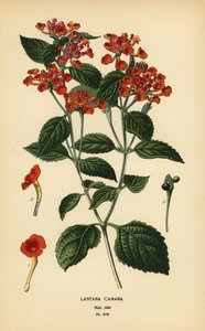 Lantana camara. Chromolithographie d