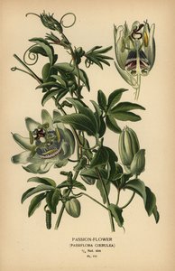 Passiflore bleue, Passiflora caerulea