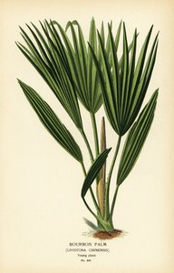 Palmier de Bourbon ou palmier éventail chinois, Livistona chinensis