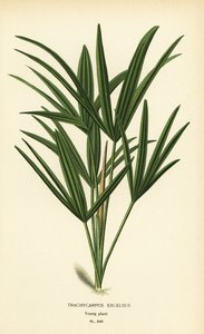 Palmier lady palm ou palmier bambou, Rhapis excelsa (Trachycarpus excelsus). Chromolithographie d