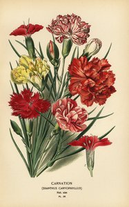 Œillet, Dianthus caryophyllus - Désiré Georges Jean Marie Bois