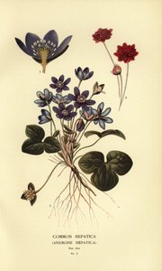 Hépatique commune, Anemone hepatica - Désiré Georges Jean Marie Bois