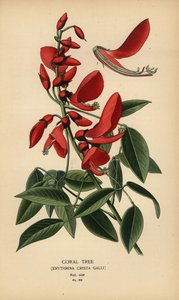 Arbre de corail, Erythrina crista-galli