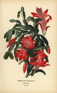 Cactus de Noël faux, Schlumbergera truncata