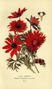Anémone flamme, Anemone hortensis - Désiré Georges Jean Marie Bois