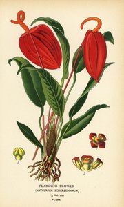 Fleur de flamant, Anthurium scherzerianum. Chromolithographie d