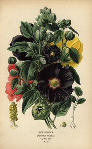 Rose trémière, Alcea rosea