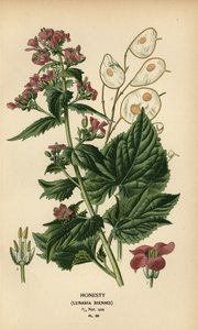 Monnaie du pape, Lunaria annua