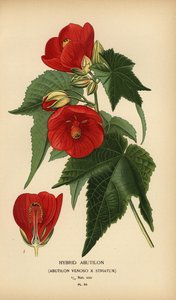 Abutilon hybride, Abutilon pictum
