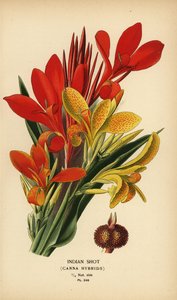 Canna indica hybrides