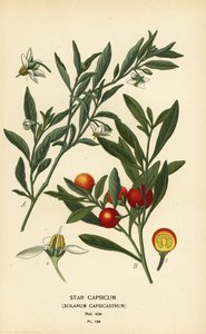 Cerise de Jérusalem, Solanum pseudocapsicum var. diflorum