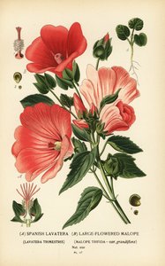 Lavatera trimestris et Malope trifida