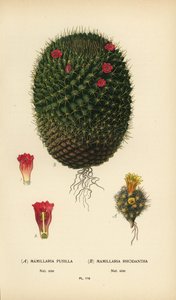 Mammillaria prolifera et Mammillaria rhodantha - Désiré Georges Jean Marie Bois