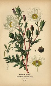 Pavot mexicain, Argemone grandiflora - Désiré Georges Jean Marie Bois