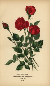 Rose mensuelle, Rosa chinensis var. semperflorens.