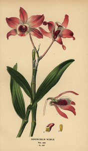 Orchidée dendrobium noble, Dendrobium nobile. Chromolithographie d