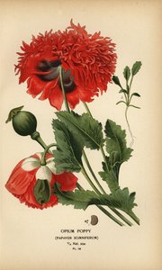 Pavot à opium, Papaver somniferum
