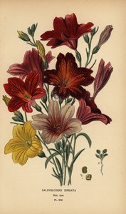 Langue peinte ou fleur de trompette en velours, Salpiglossis sinuata
