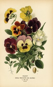 Pensée, Viola tricolor