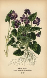 Violette de Parme, Viola odorata