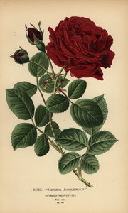 Rose Général Jacqueminot, hybride perpétuel