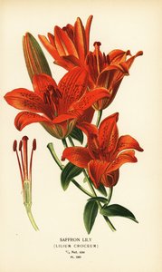 Lys safran, Lilium croceum