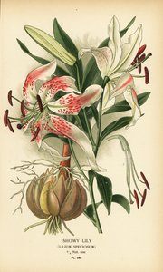 Lis spectaculaire, Lilium speciosum. Chromolithographie d
