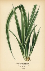 Pandanus tectorius (Pandanus veitchii). Chromolithographie d