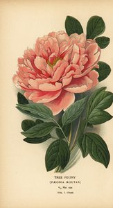 Pivoine arbustive, Paeonia moutan - Désiré Georges Jean Marie Bois