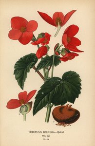 Bégonia tubéreux hybride - Désiré Georges Jean Marie Bois