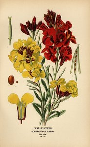 Giroflée, Erysimum × cheiri