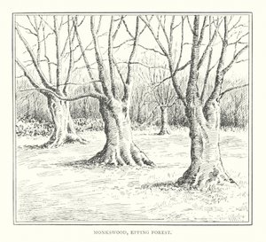 Monkswood, forêt d