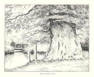Le Chêne de Walkern