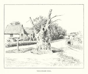 Chêne de Yeldham