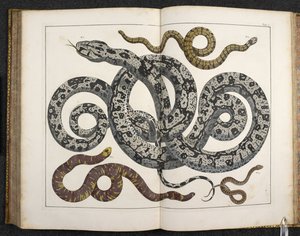 Un python, de 