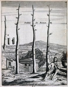 Arbres fruitiers, de De Nederlandze Hesperides par Jan Commelin, publié en 1676